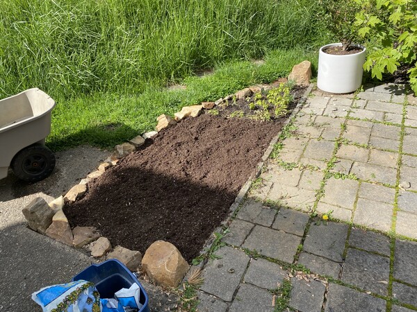 Small herb garden, mostly soil, with plants growing in the back quarter of it.